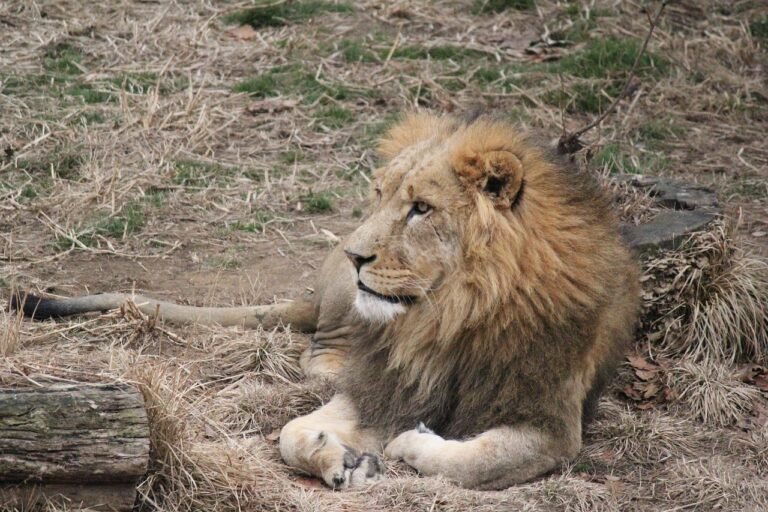 Populiariausios laukinės katės: liūtas, tigras ir kiti plėšrūnai