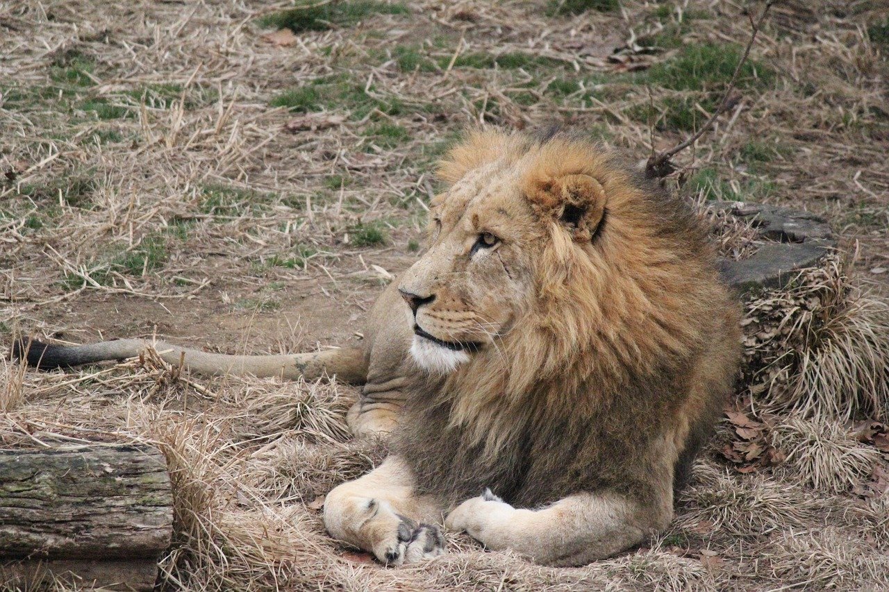 Populiariausios laukinės katės: liūtas, tigras ir kiti plėšrūnai